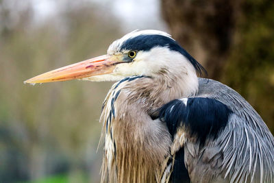 Close-up of a bird