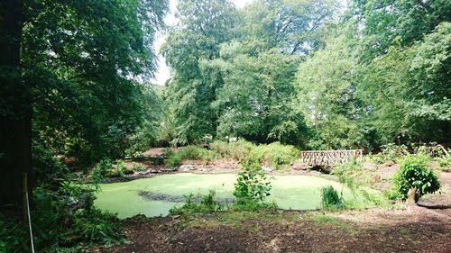 Trees growing by river in forest