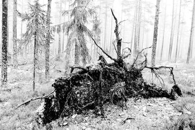 Close-up of tree trunk in forest