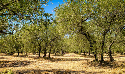 Trees on field against sky