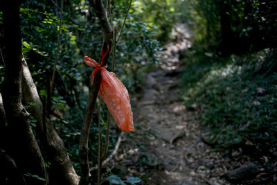 Close-up of red leaf on tree in forest