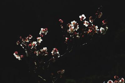 Low angle view of flower tree against sky at night