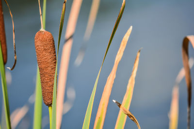 Close-up of plant growing outdoors