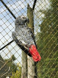 Close-up of bird perching on chainlink fence