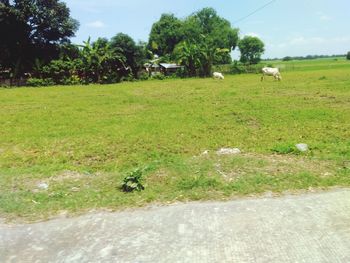 View of sheep grazing in field