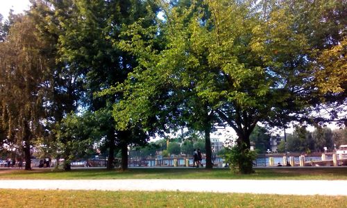 Trees in park