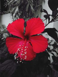 Close-up of hibiscus flower