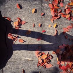 Shadow of  woman legs on maple leaves during autumn
