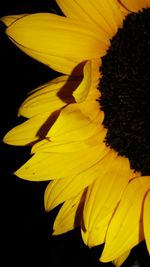 Close-up of sunflower day