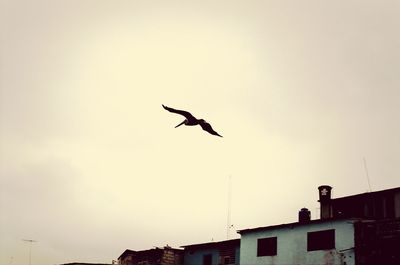 Low angle view of bird flying in sky