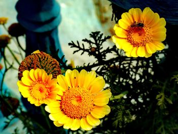 Close-up of yellow flower