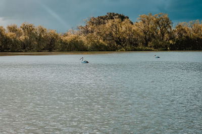 Ducks in a lake