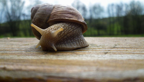 Close-up of snail on wood