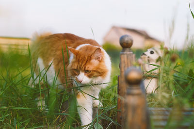 Close-up of cat prowling through garden