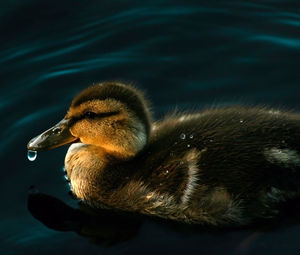 Close-up of swan swimming in lake