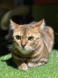 Close-up portrait of tabby cat on grass