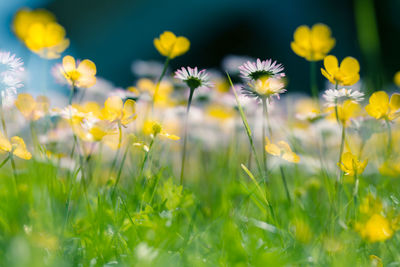 Close-up of fresh yellow wildflowers in field