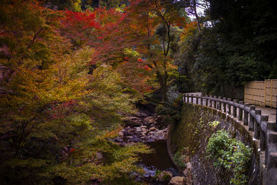 Footpath by river in forest during autumn