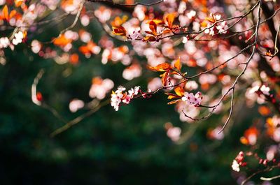 Close-up of pink flowers