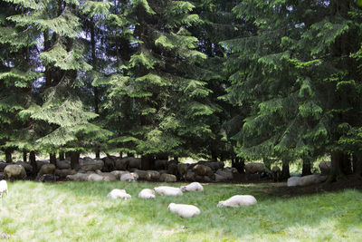View of sheep grazing on landscape