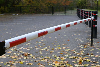 Close-up of autumn leaves on street in city