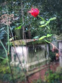 Red flowers growing in garden