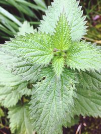 Close-up of insect on plant