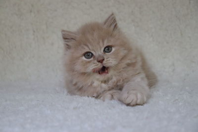 Portrait of white kitten