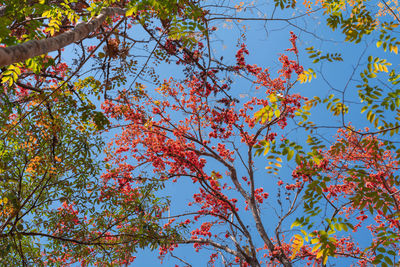 Low angle view of flowering tree against blue sky