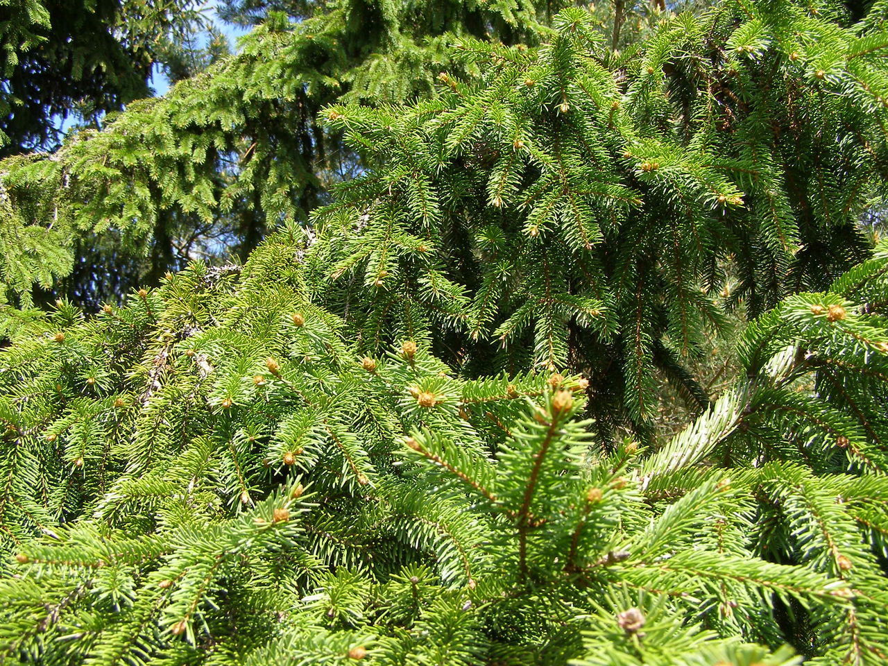 HIGH ANGLE VIEW OF PINE TREE IN FOREST