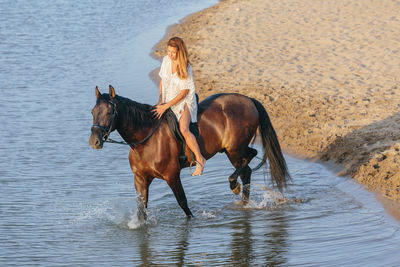 Horse standing in a water