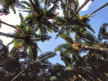 Low angle view of palm trees