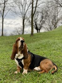 pet