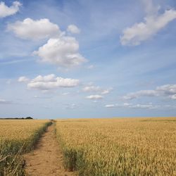 Scenic view of agricultural field against sky