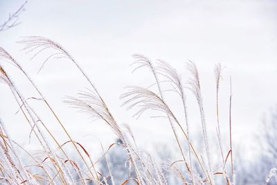 Close-up of stalks against sky during winter