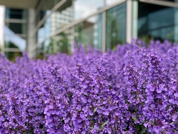 Close-up of purple flowering plants