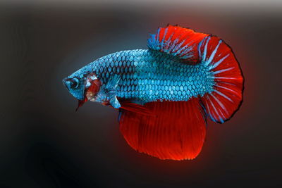 Siamese fighting fish,betta splendens,blue fish, black background, halfmoon betta.