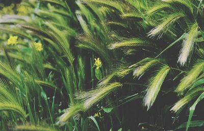 Close-up of wheat growing on field