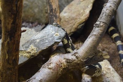 Close-up of lizard on tree trunk