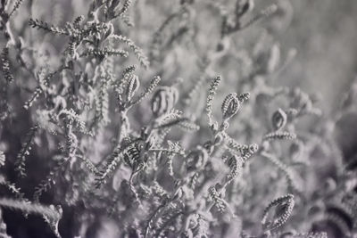 Close-up of snow on plant