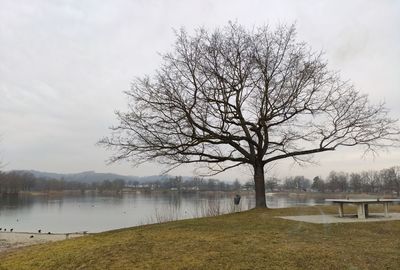 Bare tree by lake against sky