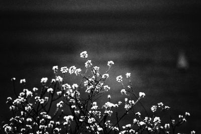Close-up of flowering plants on field