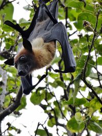 Low angle view of an animal hanging on tree