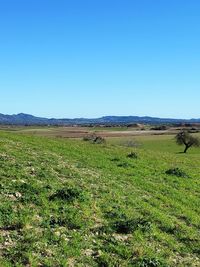 Scenic view of field against clear blue sky