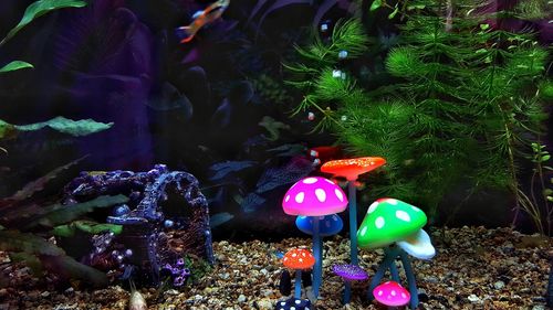Close-up of jellyfish swimming in aquarium