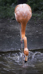 Close-up of flamingo in water