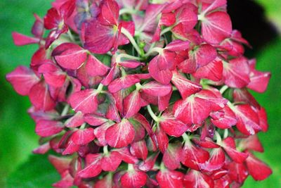 Close-up of pink flowers