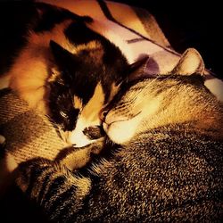 Close-up of cat sleeping