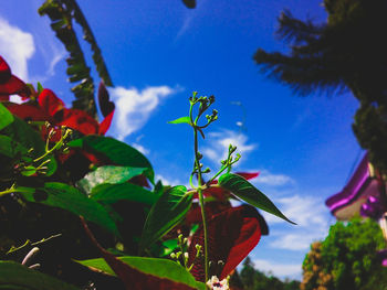 Low angle view of flowers against blue sky