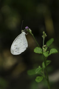 Close-up of insect on plant